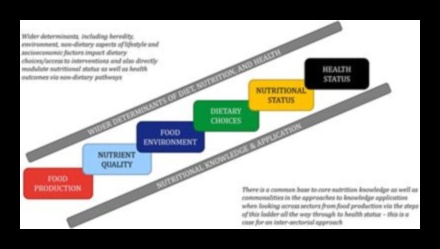 Navigarea provocărilor nutriționale O perspectivă a sănătății publice 4 Navigarea provocărilor nutriționale: perspective de sănătate publică